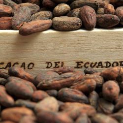 Bio Arriba Cacaobohnen Roh-Ungeschält 500 g